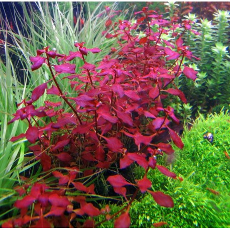 Ludwigia sp. 'Mini Super Red'