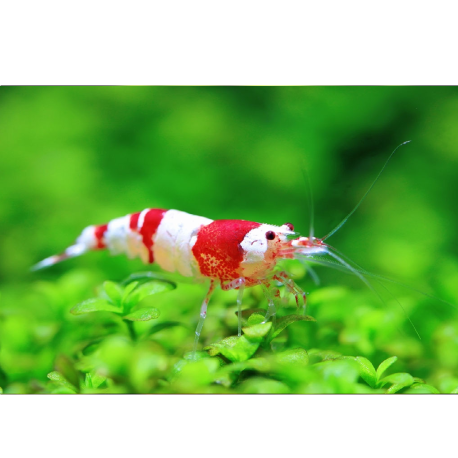 Krevetka kantonská var. Crystal Red - Caridina cantonensis sp. Crystal Red