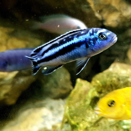 Tlamovec maingano - Melanochromis cyaneorhabdos