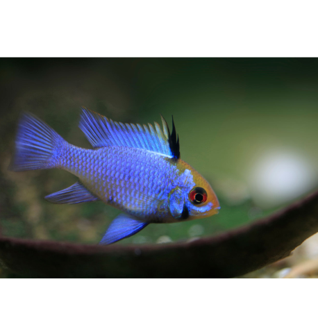 Cichlidka Ramirézova v. Blue - Mikrogeophagus Ramirezi